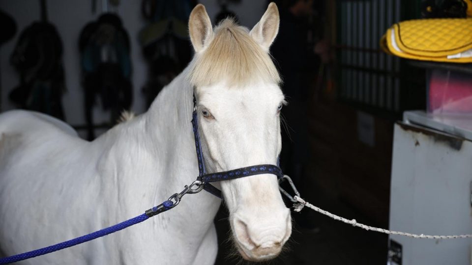 Pony cinsi “albino” at binicilik kulübünün maskotu oldu